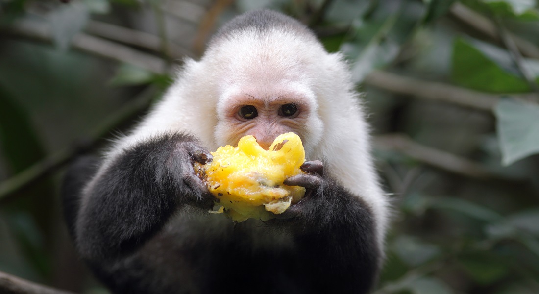 Capuchin monkey 