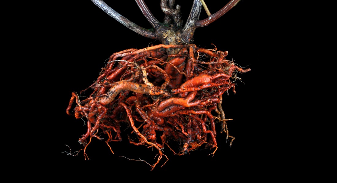 Root of Tripterygium wilfordii 