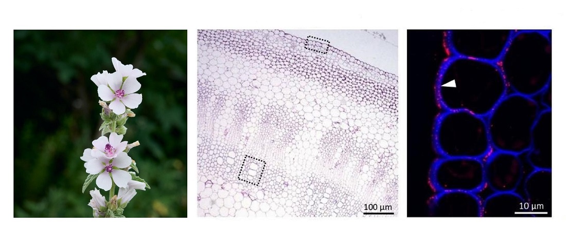 Cell walls in Althaea officinalis