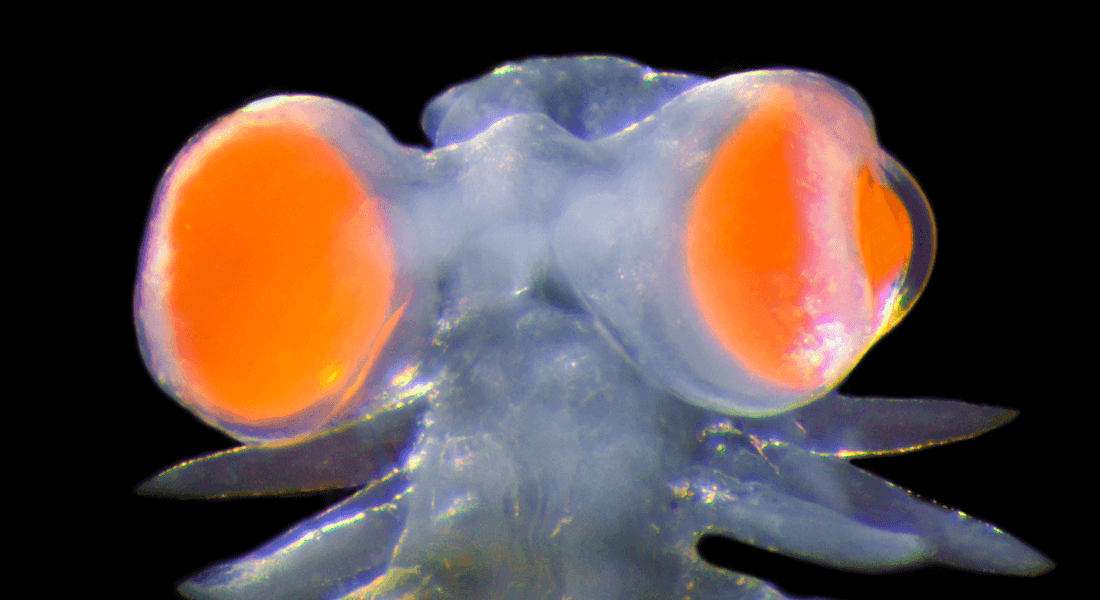 Seaworm Vanadis with big red-orange eyes
