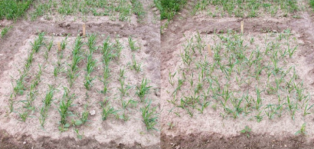 Left: Wheat sown in straight rows. Right: Wheat sown in uniform grid patterns