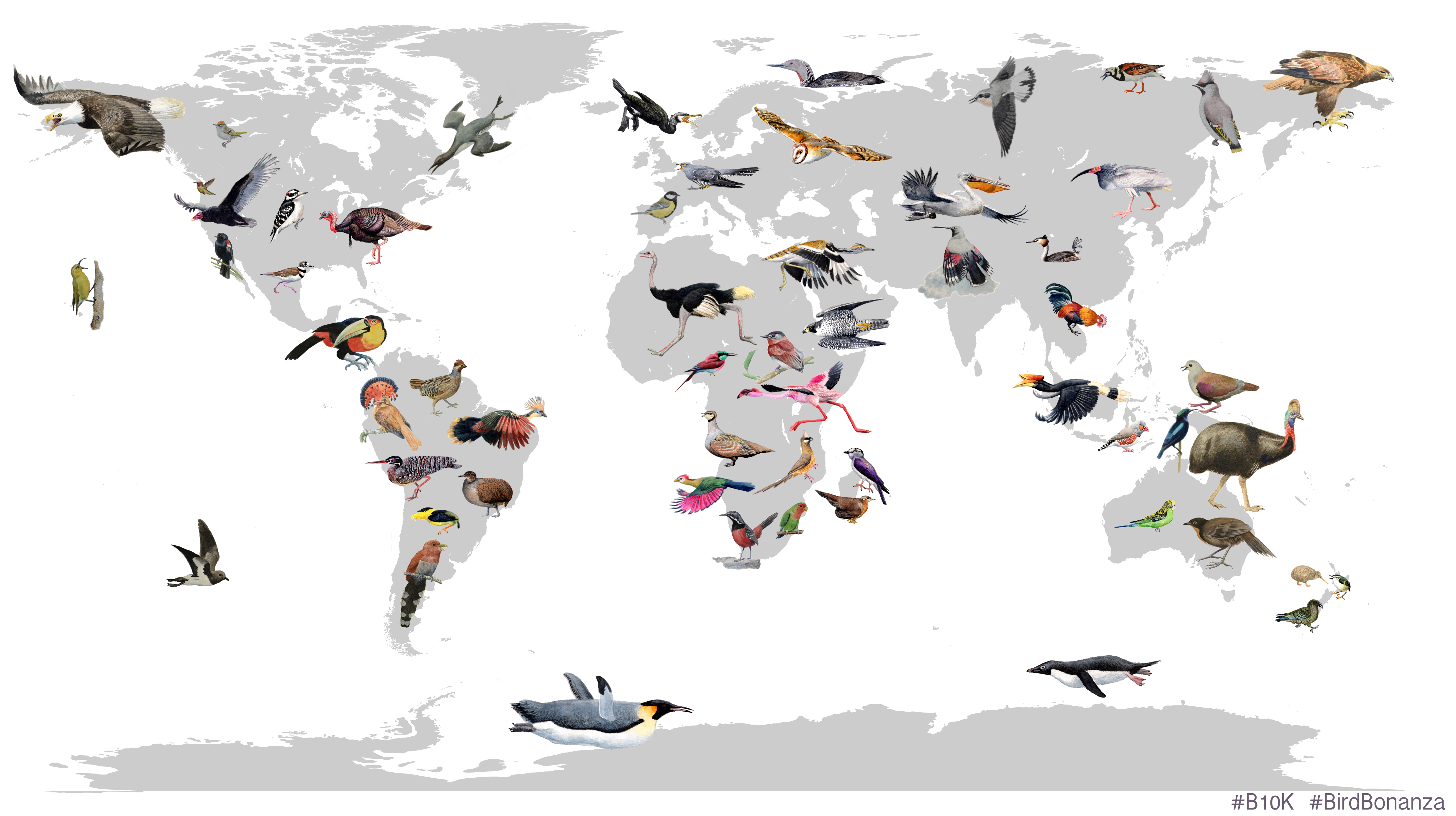 Collage of birds emerging in different parts of the world, by Josefin Stiller