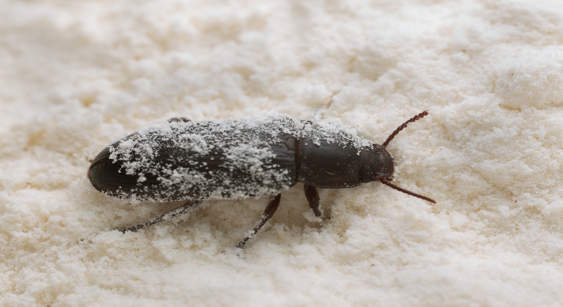Photo of a black flour beetle 