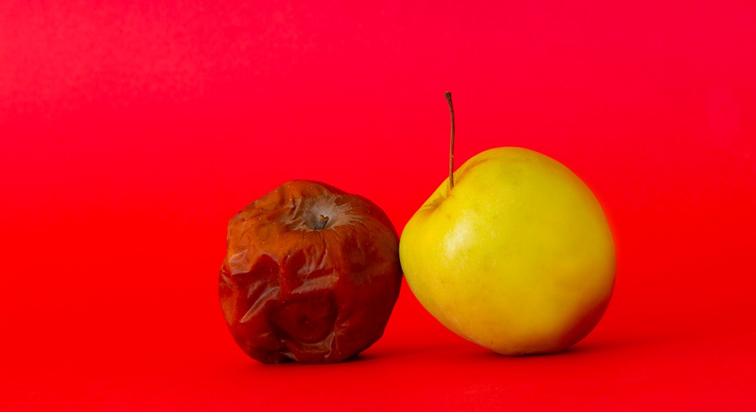 Photo of a fresh and a moldy apple