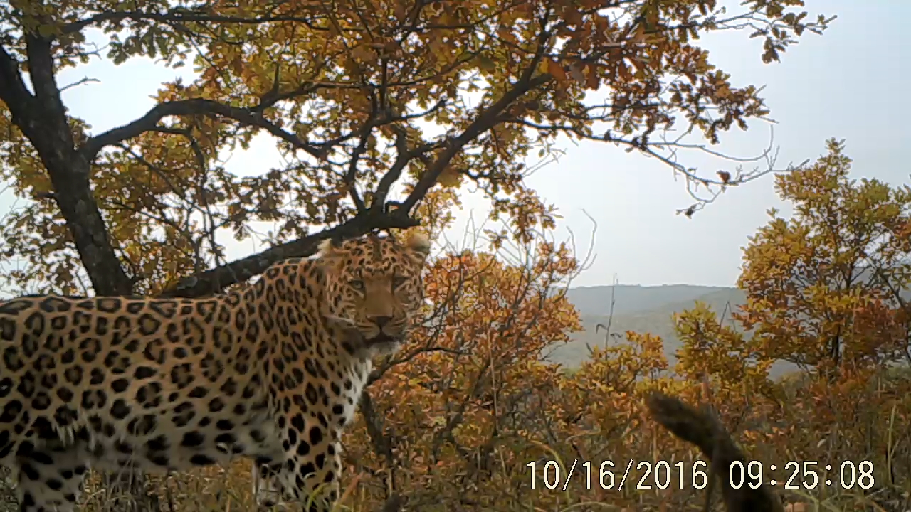 Surprised Researchers: Number of Leopards in Northern China on the Rise