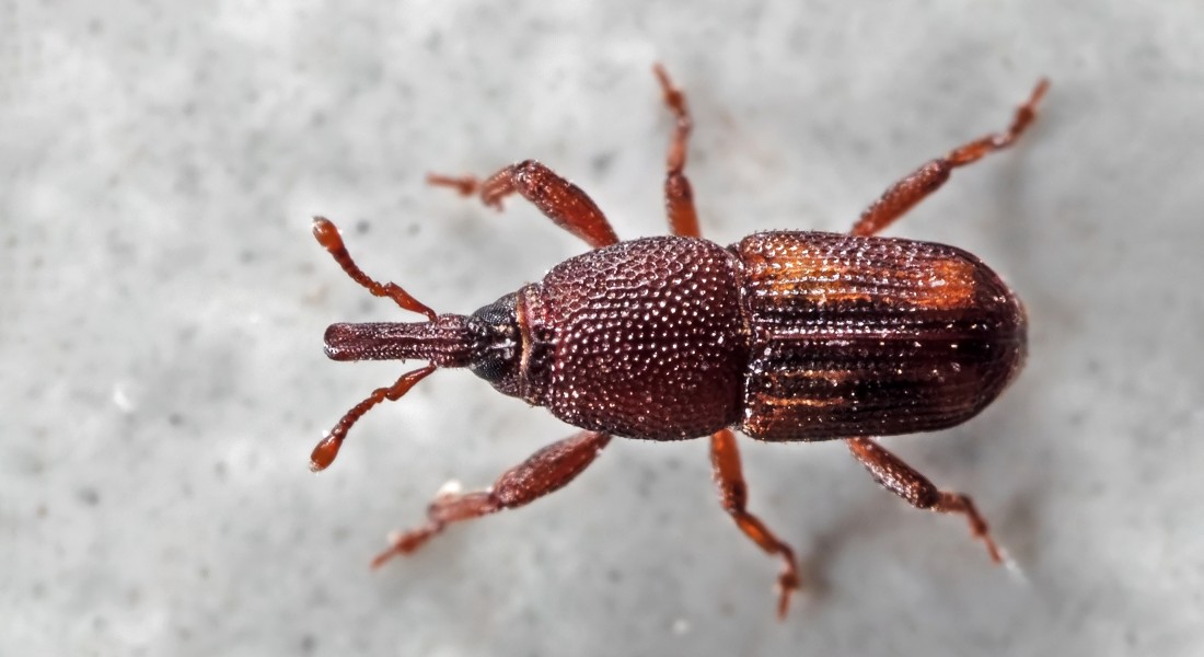 Beetle Beetle