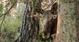 Letting nature manage itself may lead to the least costs - but EU ubsidies remain an obstacle