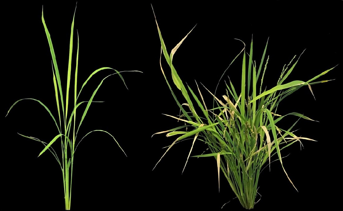 The rice plant to the left has a natural level of LITTLE NINJA, while the plant to the right has an increased level. The rice plant to the left has a natural level of LITTLE NINJA, while the plant to the right has an increased level.