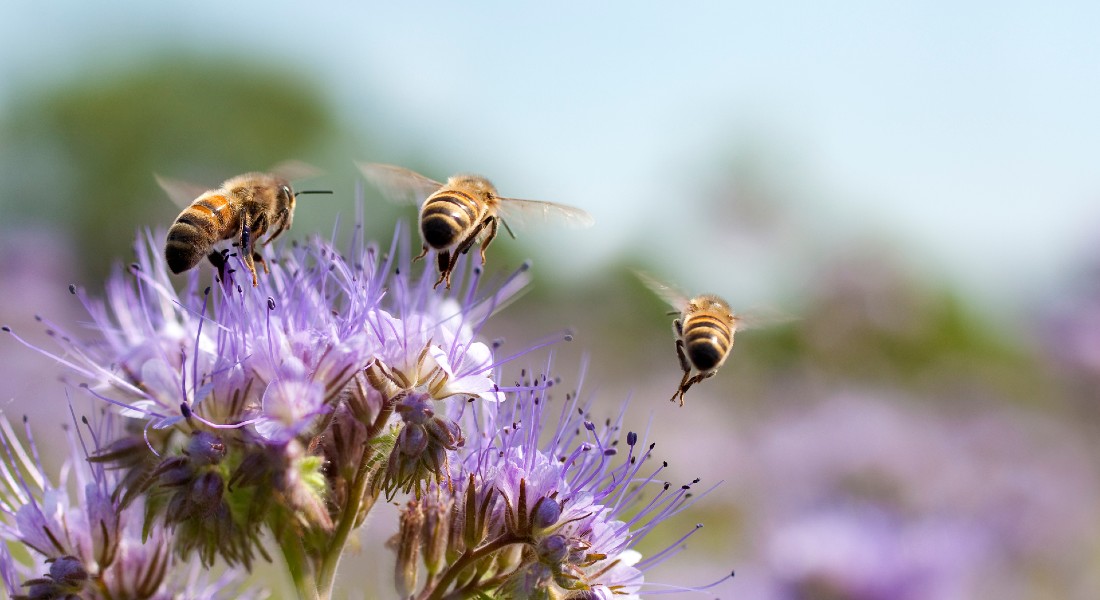 Bies are less likely to die from pesticides, because of this new invention. Photo: Getty Images