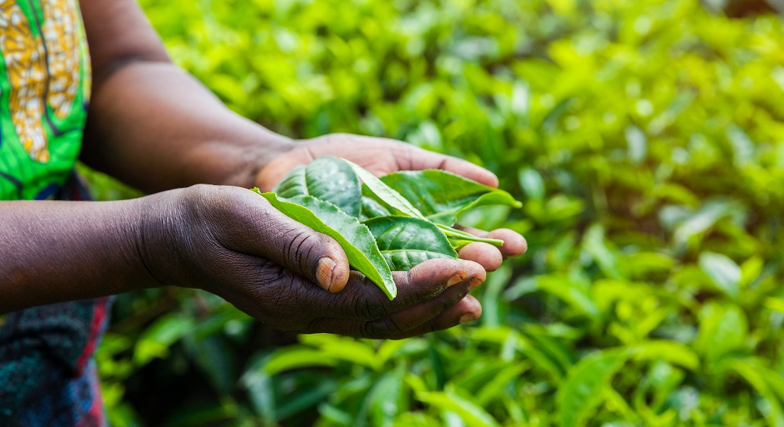 Hands with green leafs