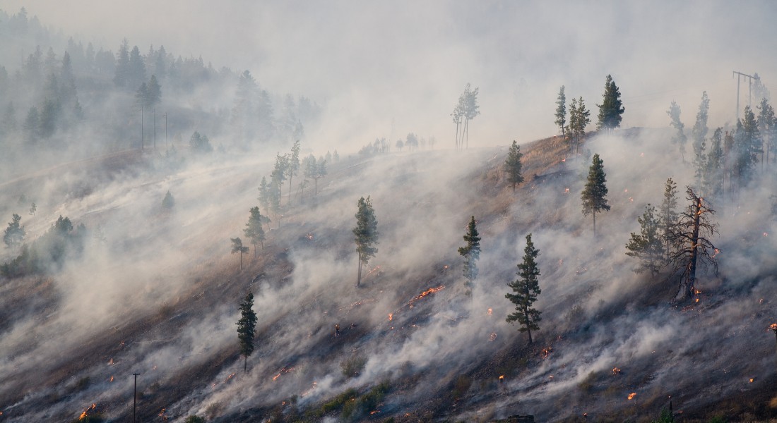 Photo of trees burning because of climate change