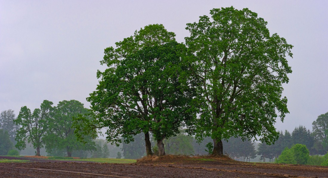 This white oak is an example of a tree that grows well in Denmark, despite it's original habitat in North America. Photo: Getty Images
