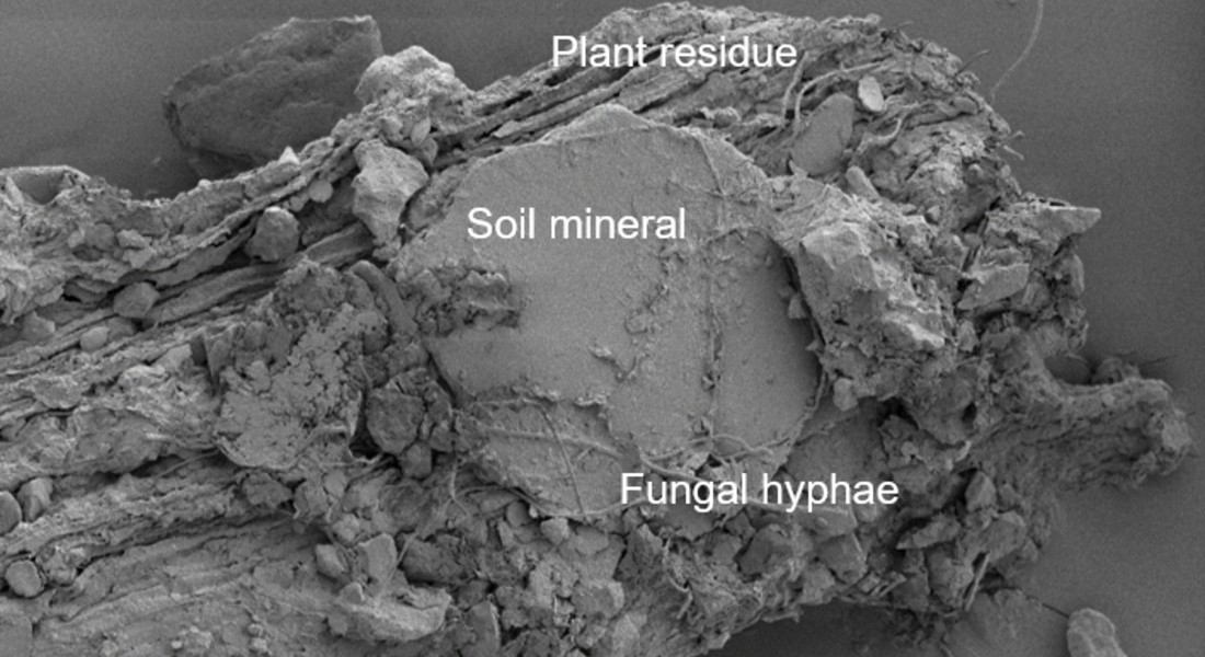 Close-up of how plant residues are being protected in the soil mineral and glued together by fungal hyphae. A process that prevents carbon from being emitted as CO2. Photo: Carsten W. Müller.