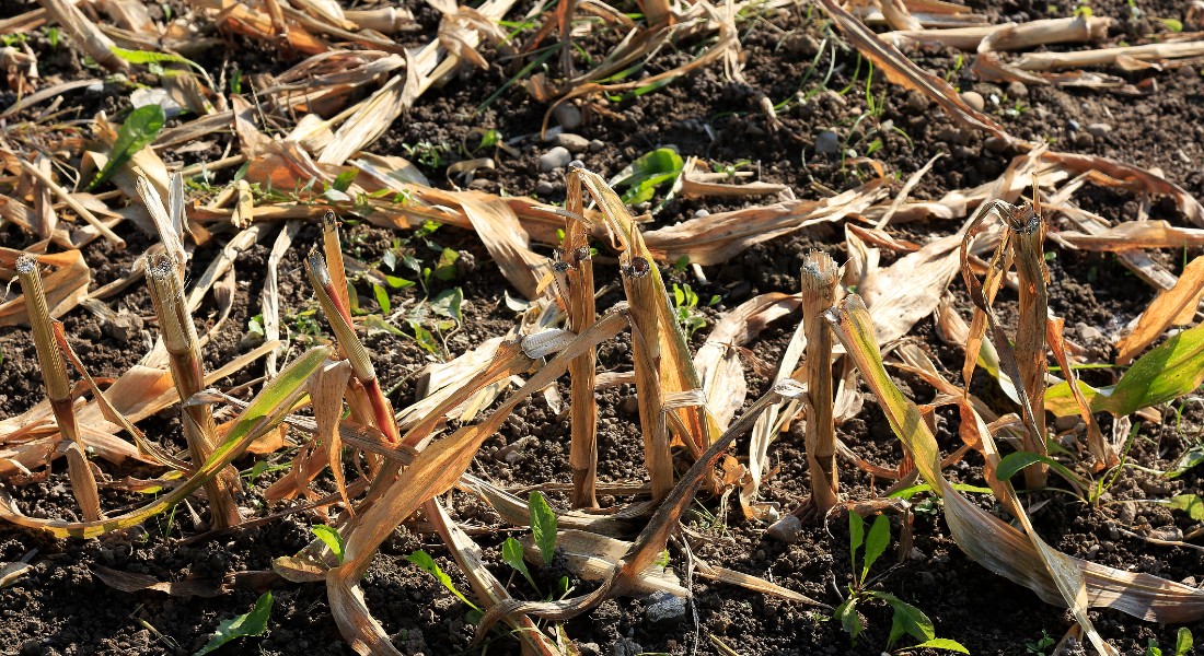 Photo of plant residues in the field