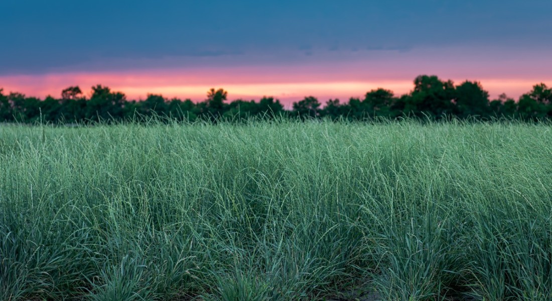 Photo of wheatgrass by Kernza.org/Landinstitute.org