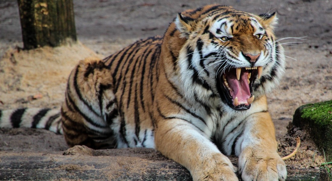 Photo of a tiger