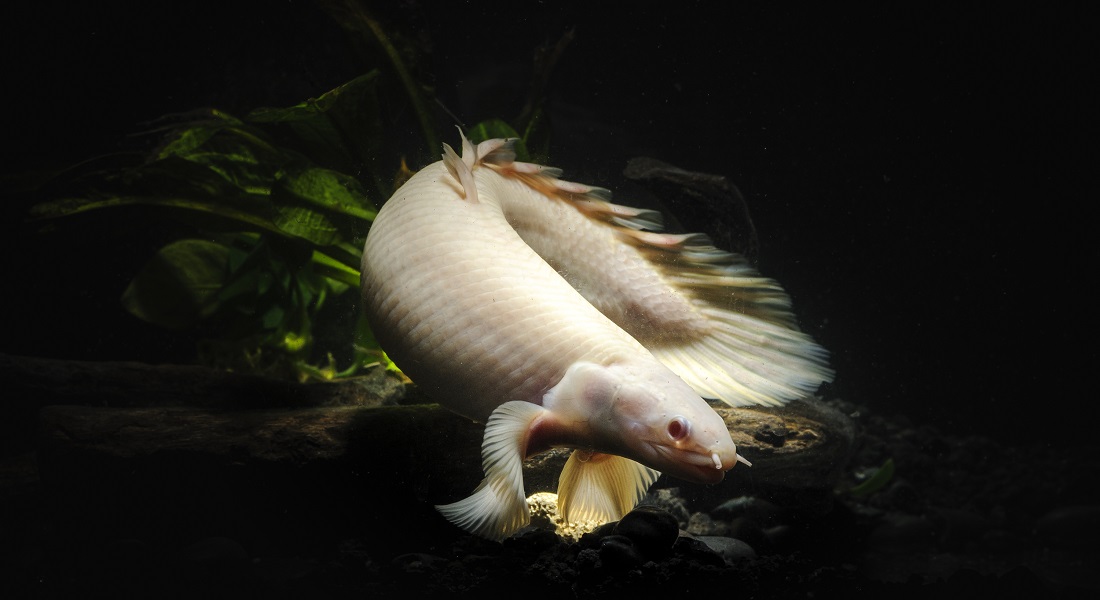 The bichir (Credit: Getty Images) The bichir (Credit: Getty Images)