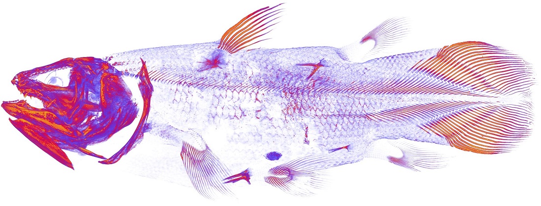 CT image of bone mineral density of the coelacanth