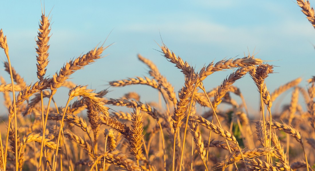 Wheat field Wheat field