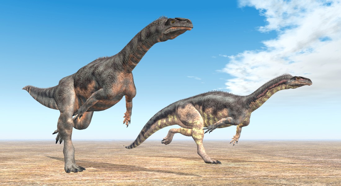 Two Plateosaurus on their way Two Plateosaurus on their way