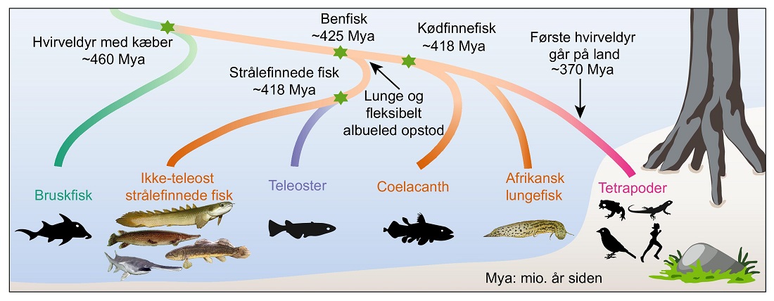 Illustration af evolutionens tidslinje