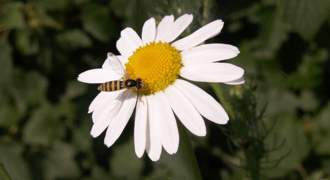 Svirreflue på kamilleblomst